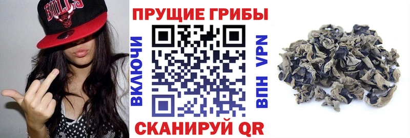 Галлюциногенные грибы Psilocybine cubensis Курган